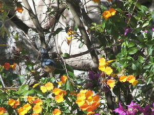 Bluebird of Happiness at Luna y Sol