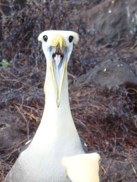 Courting Albatross