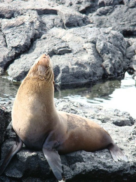 Fur Seal (not really a seal BTW)
