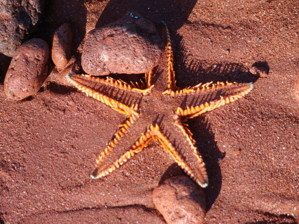 Starfish on Playa Rojo on Rabida Isle