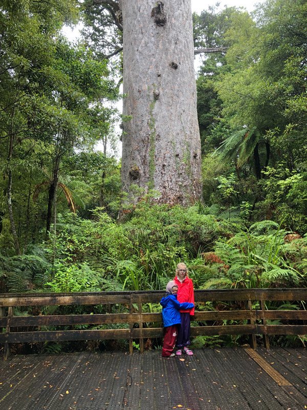 Tane Mahuta - Father of the Forest