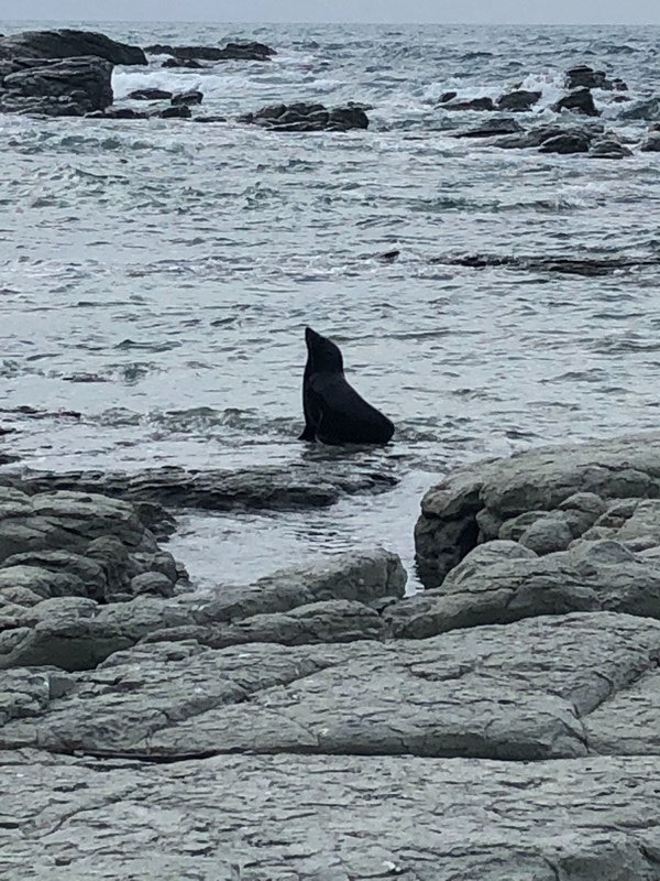 Fur seal on our beach walk