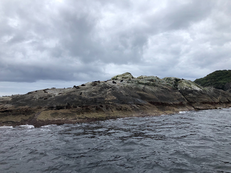 Fur seals at barrier rocks