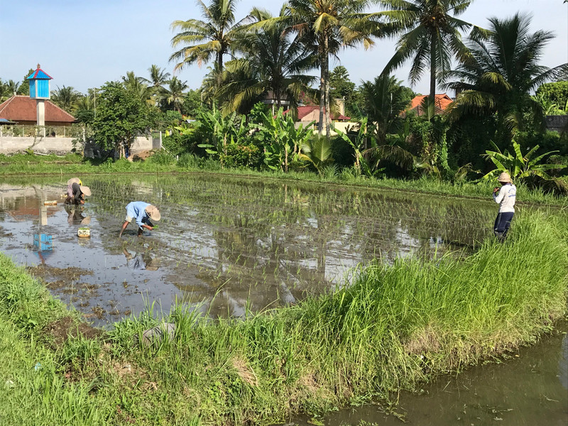 Workers next to our house in the rice field