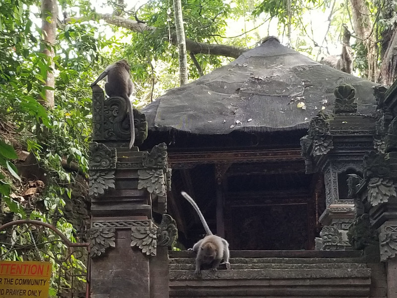 Monkey guarding the temple