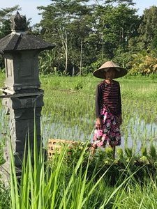 Lady working in the rice field next to our house