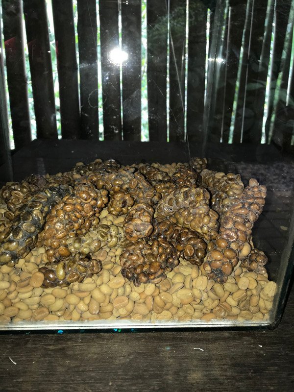 Civet poo with coffee beans (before harvesting)