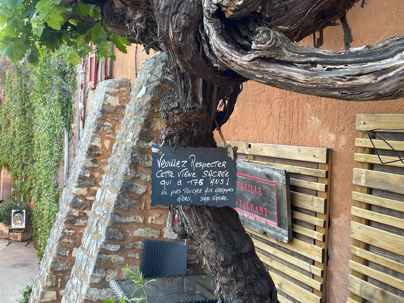 176 year old vine in Roussillon