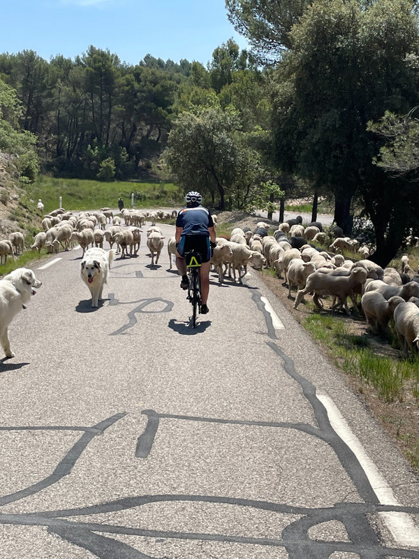 Sheep Traffic Jam
