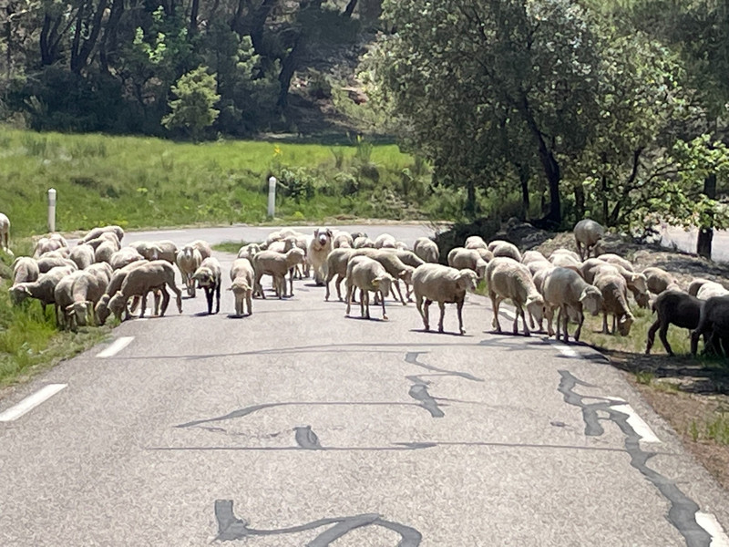 A bit delayed due to sheep rush hour