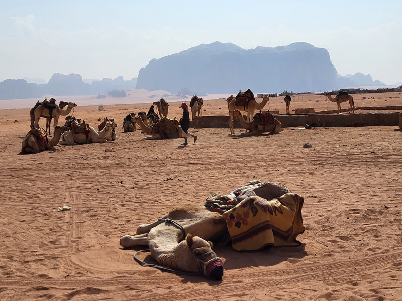 Even the camels get tired!