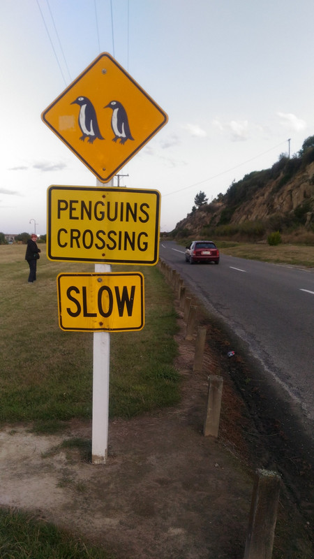 Pozor na přecházející tučňáky
