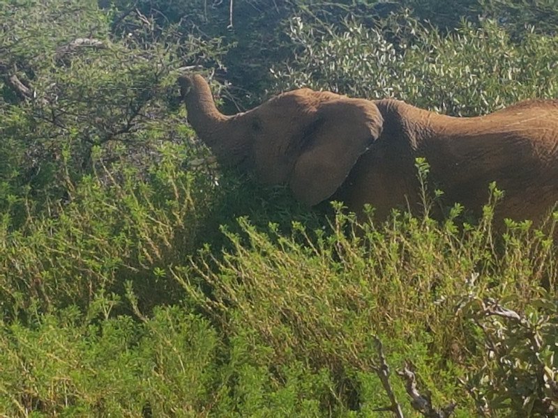 An elephant photo