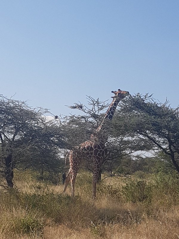 One of many Giraffe photos