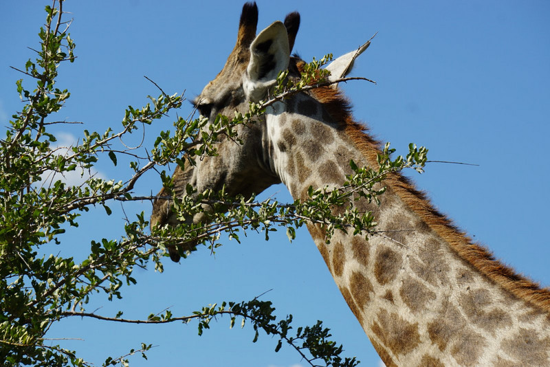Okavango Giraffe