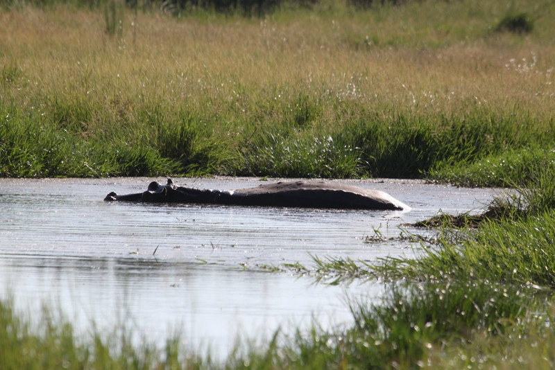 Okavango Hippo