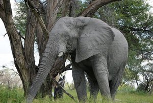 Okavango elephant