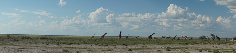 Many Giraffe