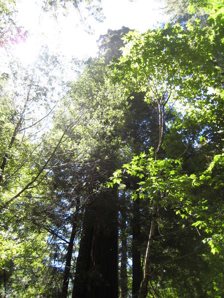 Gigantic Trees
