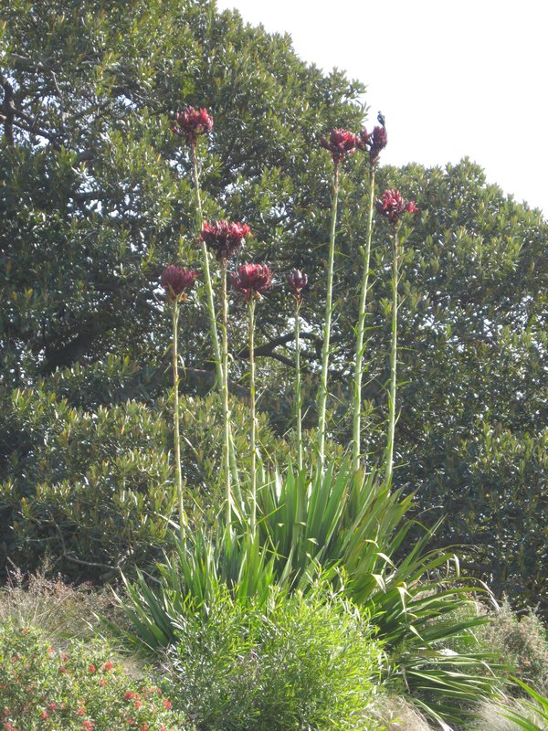 Tall Flower Stalks