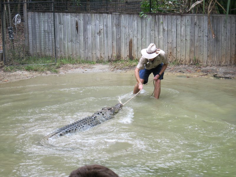 Trainer Taunting the Croc