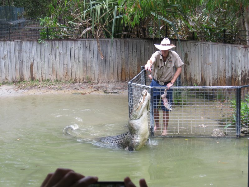 Feeding the Croc