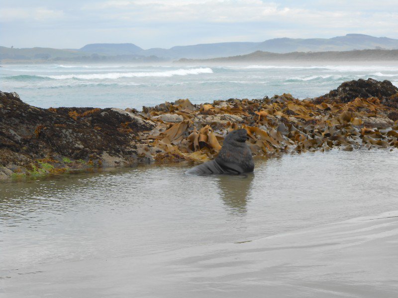 Zeeleeuw bij Surrat Bay