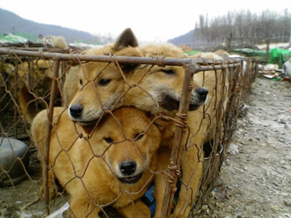 dog farm in south korea