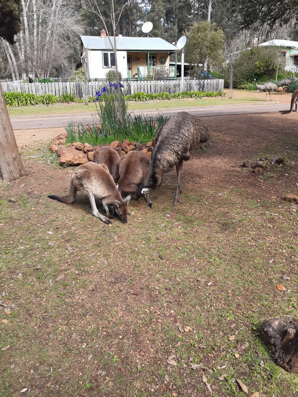 Kangaroos can also be hand fed