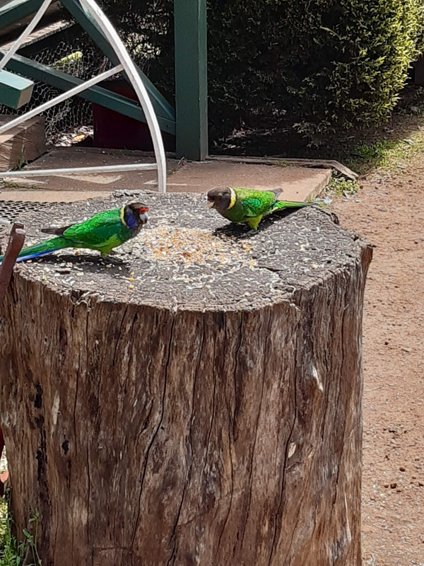 The Australian Ringneck or Twenty Eight Parrot were also lovely to see close up