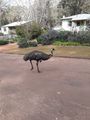 Emus walk the streets around the store and can be hand fed