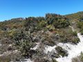 The track up from the beach, quite steep and sandy.