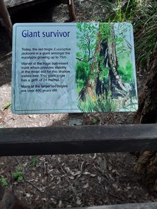 Giant Survivor
