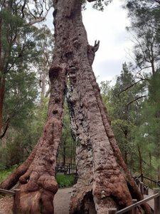 The Giant Tingle Tree