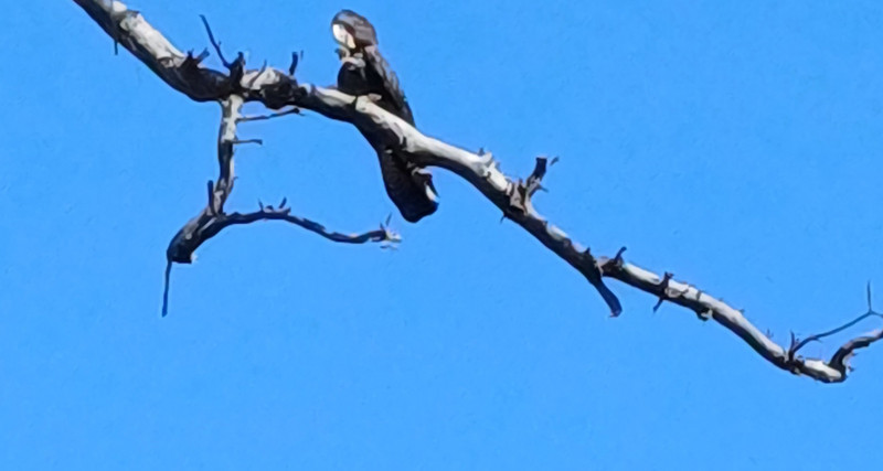 Black Cockatoo high in the tree, keeping an eye on me !!