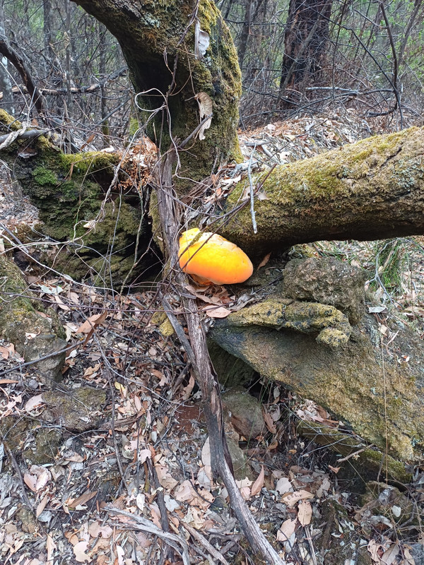 Incredible Fungi on downed tree