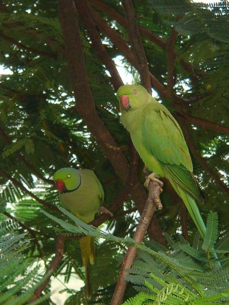 Wild Green Parrots | Photo