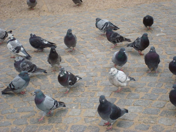 These Pigeons Need Jenny Craig