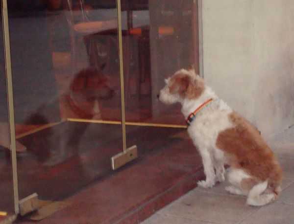 How Much is that Doggy in the Window?