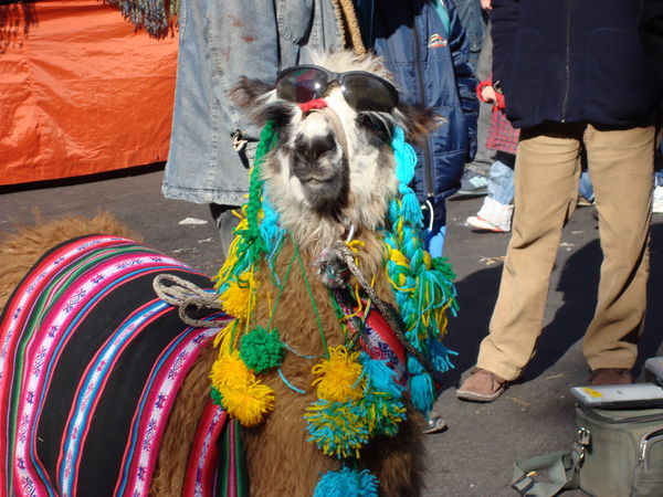 This Llama is Too Cool