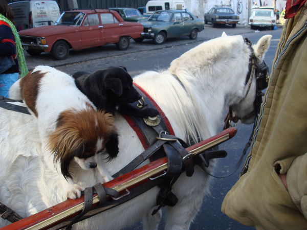 Dogs Riding a Pony