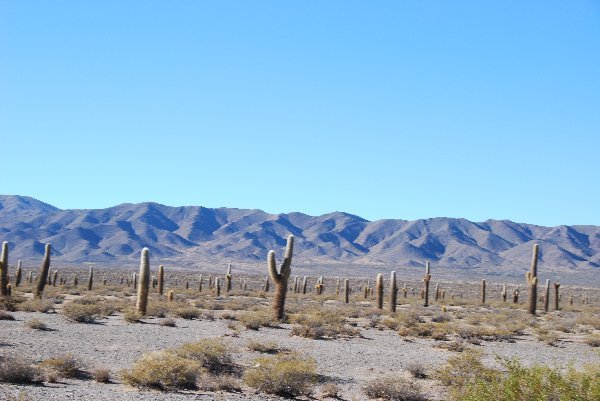 Cactus Field
