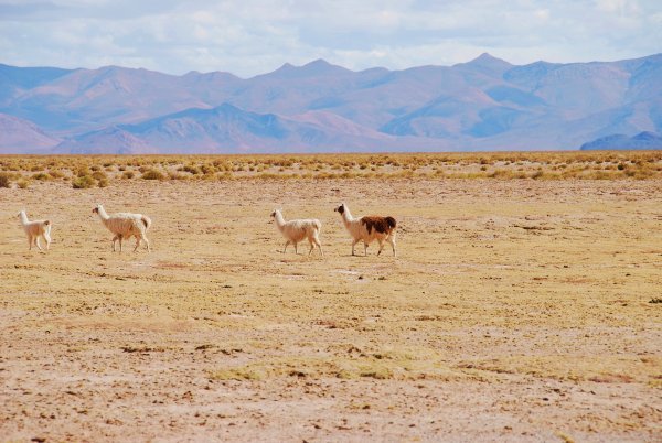 Llamas crossing the Puna