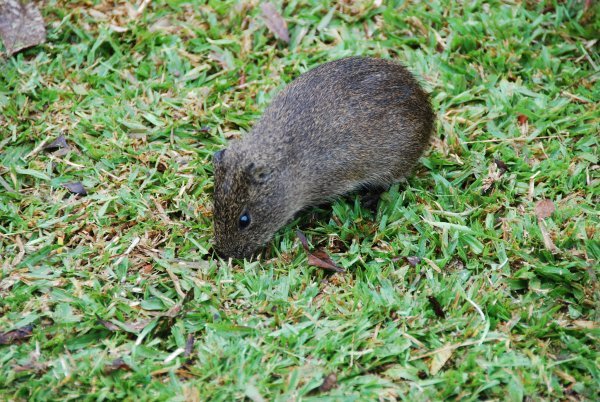 Mouse-type animal