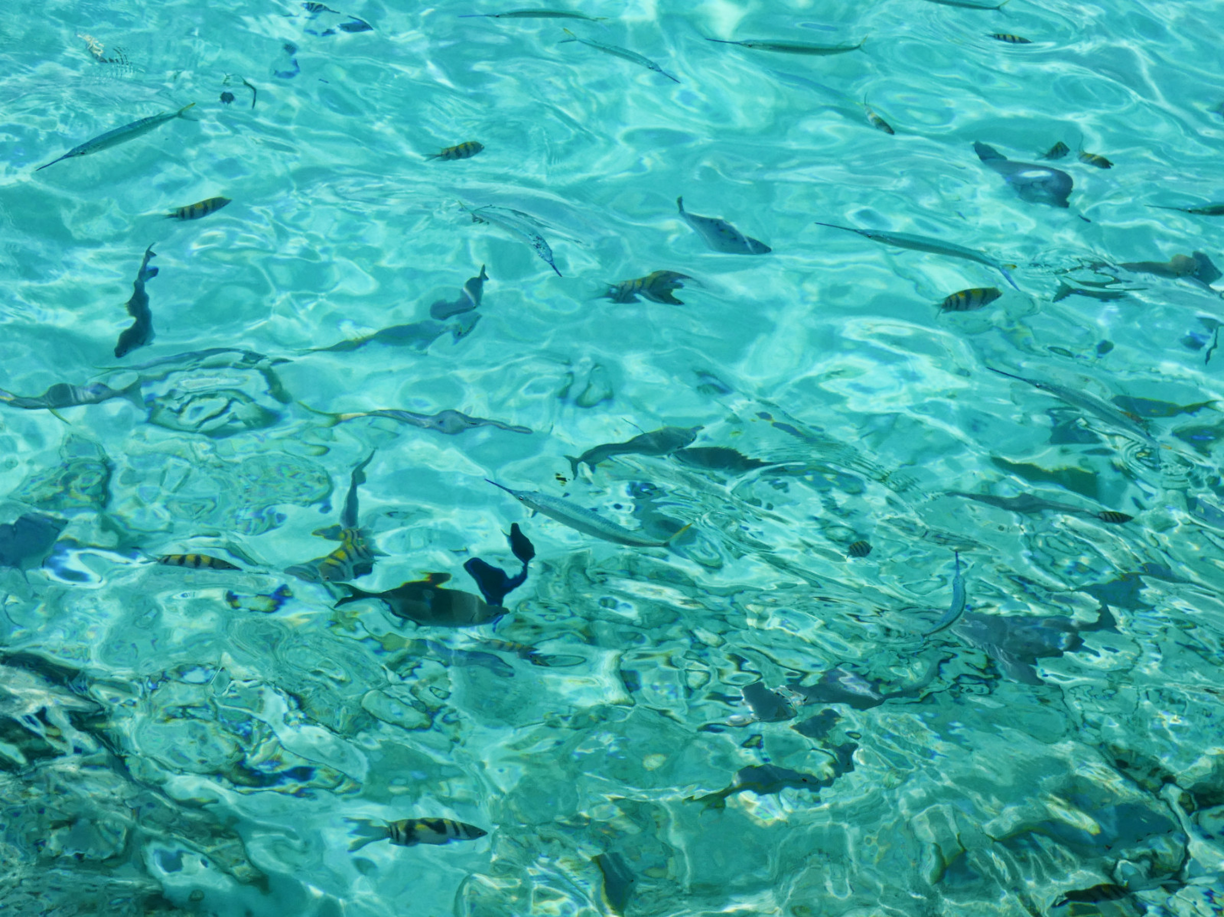 Some small fish swimming near the dock, | Photo