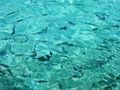 Some small fish swimming near the dock,