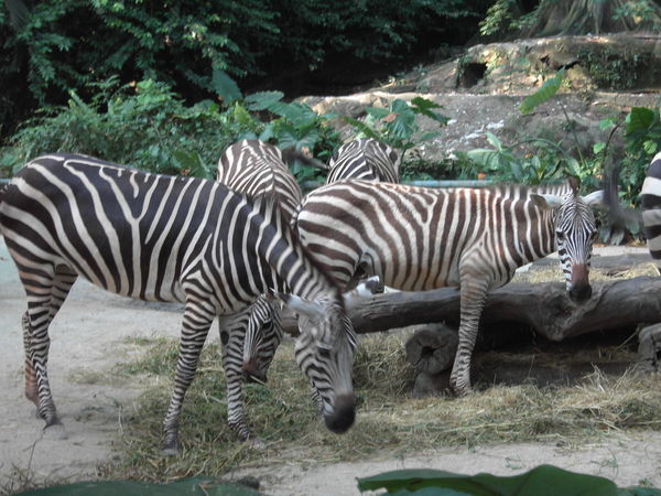 Zebras!