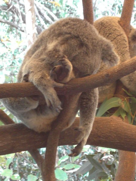 Cutsie Koala!