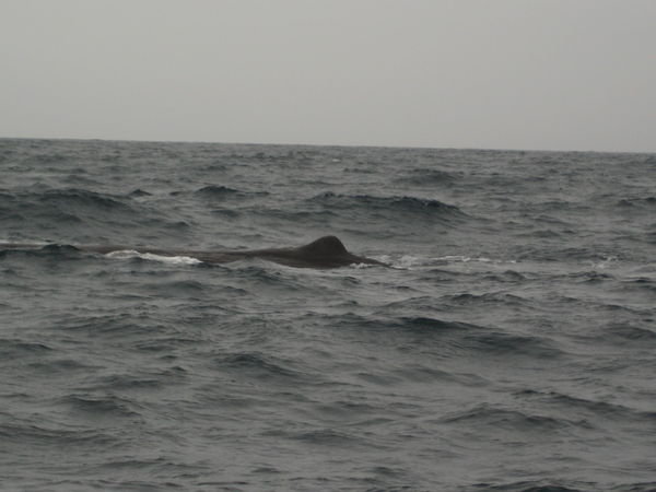 Hump backed whale (honest!)