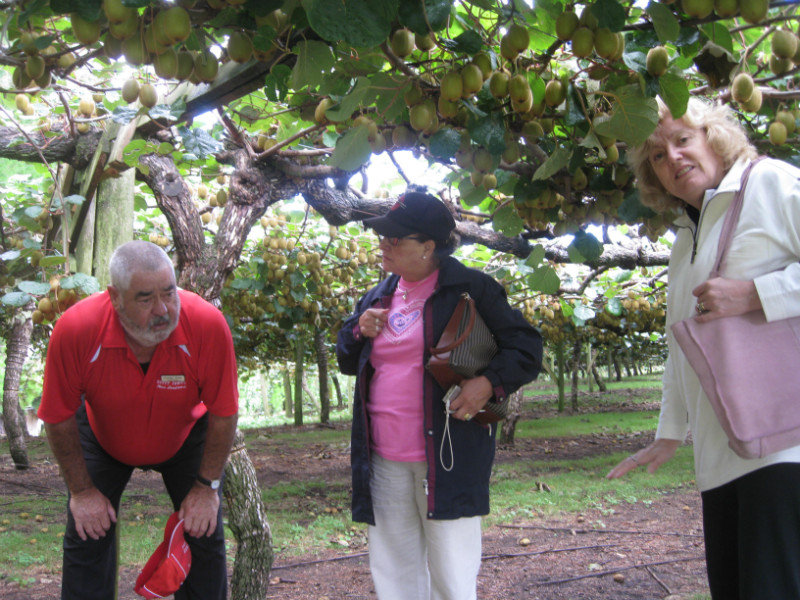Kiwifruit farm